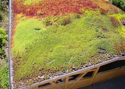 Bockheim Gartenbau - Dachbegrünung