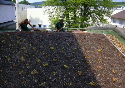 Bockheim Gartenbau - Dachbegrünung