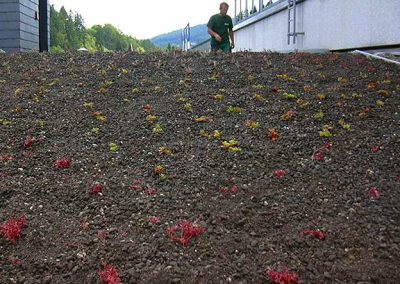 Bockheim Gartenbau - Dachbegrünung